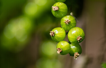 Green freshly grown homegrown red currant, unripe green fruits close-up.