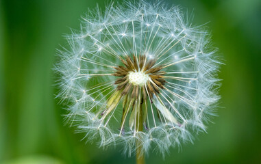 Close-up of a dry, dead dandelion, macro shot of the fluff