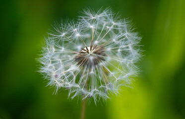 Close-up of a dry, dead dandelion, macro shot of the fluff
