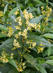 Cestrum parqui, commonly known as palqui, green cestrum, Chilean cestrum, green poisonberry, or willow-leaved jessamine