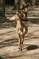 Alert Young Nilgai (Blue Bull) in a Woodland Enclosure