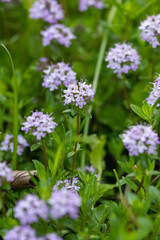 Fototapeta premium Thyme (Thymus vulgaris) is an aromatic herb used as a spice and medicinal herb. It is known for its characteristic aroma and flavor, and is often used in cooking and folk medicine.
