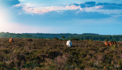 Wild horses in New Forest National Park at sunset, England
