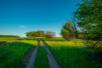 Beautiful landscape photography in the field sunny summer day in the forest , landscape and nature in the Ukraine .Road in the woodladns , summer lands  