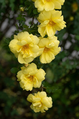 Vibrant Yellow Rose: Rosa x Harisonii in its Natural Glory