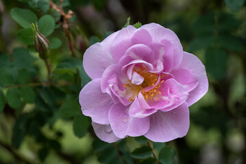 Delicate Beauty: Mon Amie Claire Pink Rose Up Close