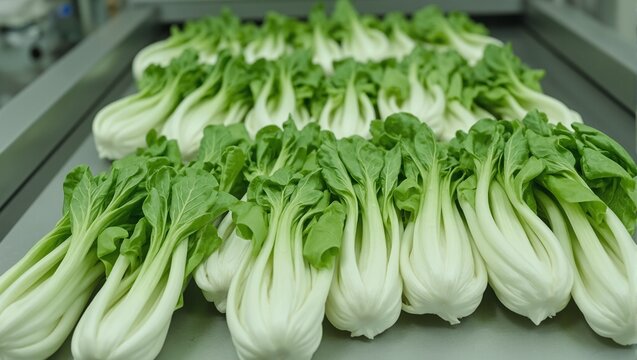 Fresh bok choy bundles moving on a conveyor belt showcasing vibrant green leaves and white stems in perfect order