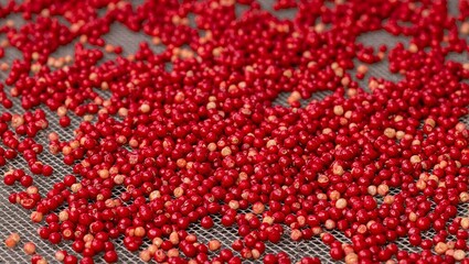Vibrant red cranberries cascading on a mesh belt conveyor under bright light perfect for food industry or harvest concept