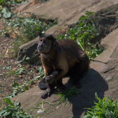 Monkey at the zoo