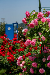 横須賀2505　ヴェルニー公園16　バラ