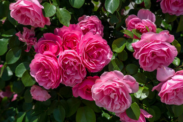 横須賀2505　ヴェルニー公園13　バラ