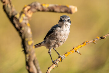 Great Grey Shrike (Lanius meridionalis) photographed in Spain