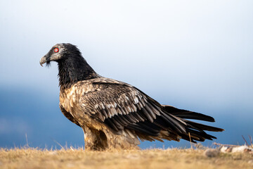 Bearded Vulture (Gypaetus barbatus) photographed in Spain