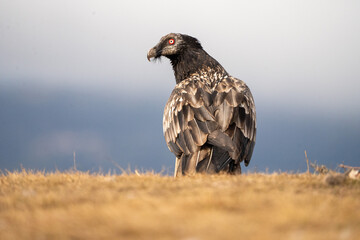 Bearded Vulture (Gypaetus barbatus) photographed in Spain