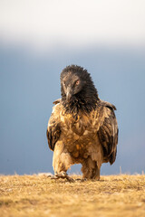 Bearded Vulture (Gypaetus barbatus) photographed in Spain
