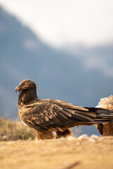 Bearded Vulture (Gypaetus barbatus) photographed in Spain