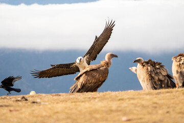 Bearded Vulture (Gypaetus barbatus) photographed in Spain