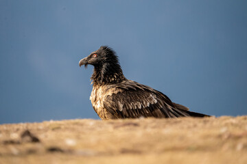 Bearded Vulture (Gypaetus barbatus) photographed in Spain
