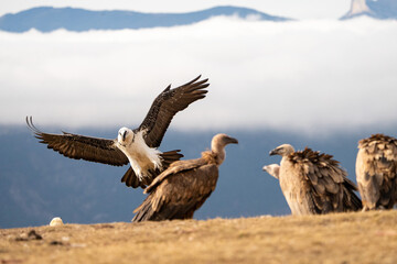 Bearded Vulture (Gypaetus barbatus) photographed in Spain