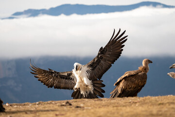 Bearded Vulture (Gypaetus barbatus) photographed in Spain