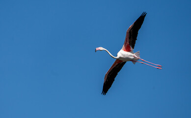 Greater flamingo (Phoenicopterus roseus) photographed in Spain