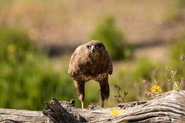 Common Buzzard (Buteo buteo) photographed in Spain