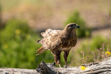Common Buzzard (Buteo buteo) photographed in Spain
