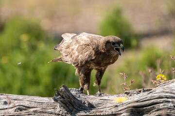 Common Buzzard (Buteo buteo) photographed in Spain