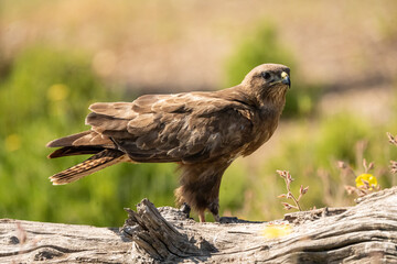Common Buzzard (Buteo buteo) photographed in Spain
