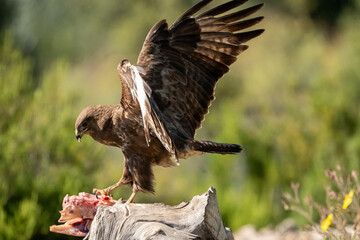 Common Buzzard (Buteo buteo) photographed in Spain