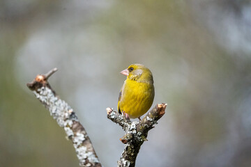 Common Greenfinch (Chloris chloris) photographed in Spain