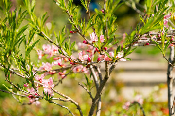 Dwarf russian almond or Prunus Tenella plant in Zurich in Switzerland 8.4.25