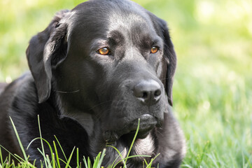 Black Labrador Retriever dog lying on the grass. Portrait of a dog outdoors.