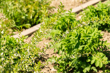 Prinsepia Uniflora plant in Zurich in Switzerland 8.4.25