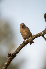 Common crossbill (Loxia curvirostra) photographed in Spain