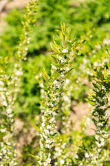 Fototapeta premium Prinsepia Uniflora plant in Zurich in Switzerland 8.4.25