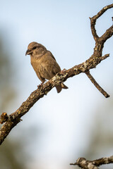 Common crossbill (Loxia curvirostra) photographed in Spain