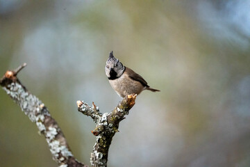 Crested Tit (Lophophanes cristatus) photographed in Spain