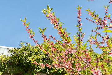 Prunus Amygdalus Rosella plant in Zurich in Switzerland 8.4.25