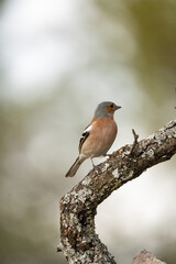 Chaffinch (Fringilla coelebs) photographed in Spain