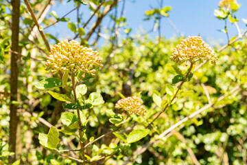 Arrowwood or Viburnum Carlesii var Bitchiuense plant in Zurich in Switzerland 8.4.25