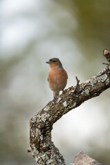 Chaffinch (Fringilla coelebs) photographed in Spain