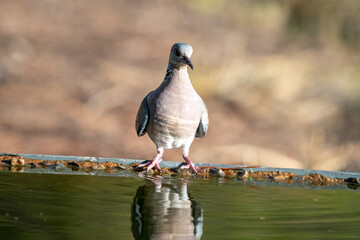 European turtle dove (Streptopelia turtur) photographed in Spain