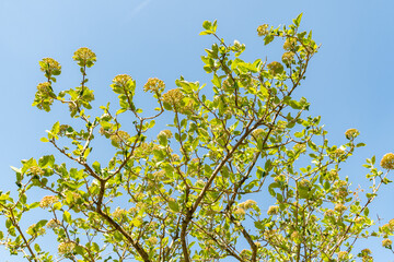 Arrowwood or Viburnum Carlesii var Bitchiuense plant in Zurich in Switzerland 8.4.25