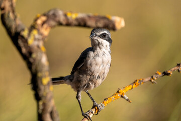 Great Grey Shrike (Lanius meridionalis) photographed in Spain