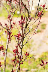 Purple leaf sand cherry or Prunus X Cistena plant in Zurich in Switzerland 8.4.25