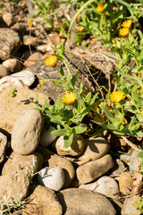 Field marigold or Calendula Arvensis plant in Zurich in Switzerland 8.4.25