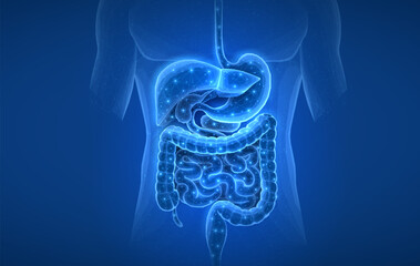 Abstract wireframe intestinal human digestive system. Gut health, bowel disease, gastrointestinal tract.
