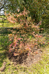 Loropetalum Chinensis var Rubra plant in Zurich in Switzerland 8.4.25