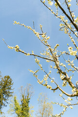 Prunus Domestica plant in Zurich in Switzerland 8.4.25